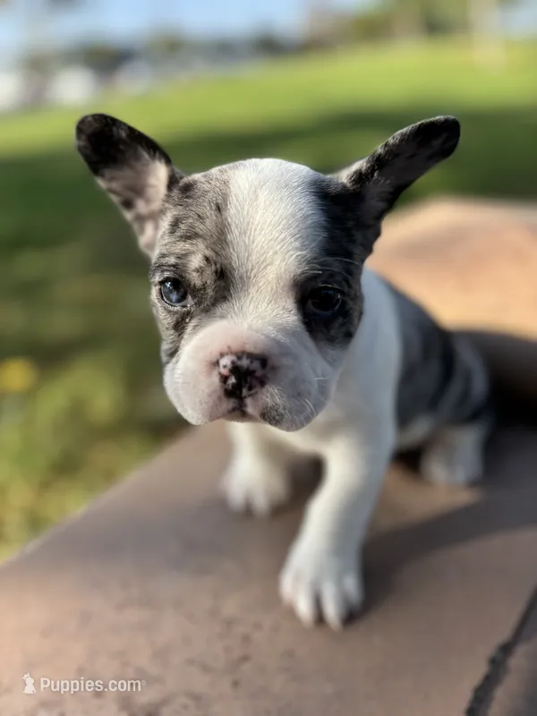 Ezra – French Bulldog puppy for sale in West Covina, CA