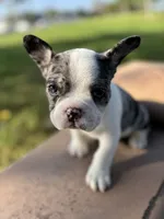 Ezra, a male French Bulldog for sale in West Covina, CA – 1 of 5