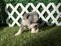 Enzo AKC, a male French Bulldog for sale in West Covina, CA – 10 of 10