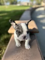 Ezra, a male French Bulldog for sale in West Covina, CA – 3 of 5