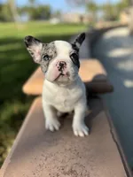 Ezra, a male French Bulldog for sale in West Covina, CA – 2 of 5