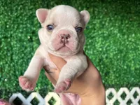 Ezra AKC , a male French Bulldog for sale in West Covina, CA – 7 of 8
