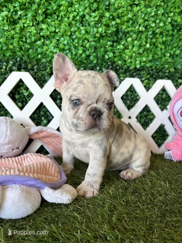 Hades – French Bulldog puppy for sale in West Covina, CA