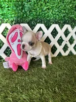 Evie AKC, a female French Bulldog for sale in West Covina, CA – 4 of 5