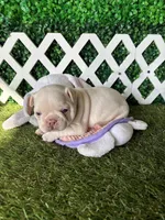 Halo, a male French Bulldog for sale in West Covina, CA – 3 of 6