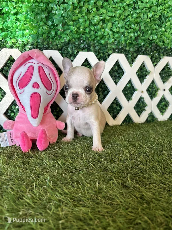 Evie AKC – French Bulldog puppy for sale in West Covina, CA