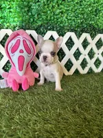 Evie AKC, a female French Bulldog for sale in West Covina, CA – 1 of 5