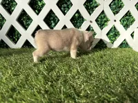 Evie AKC, a female French Bulldog for sale in West Covina, CA – 7 of 7