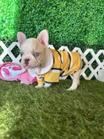 Ezra AKC , a male French Bulldog for sale in West Covina, CA – 1 of 5