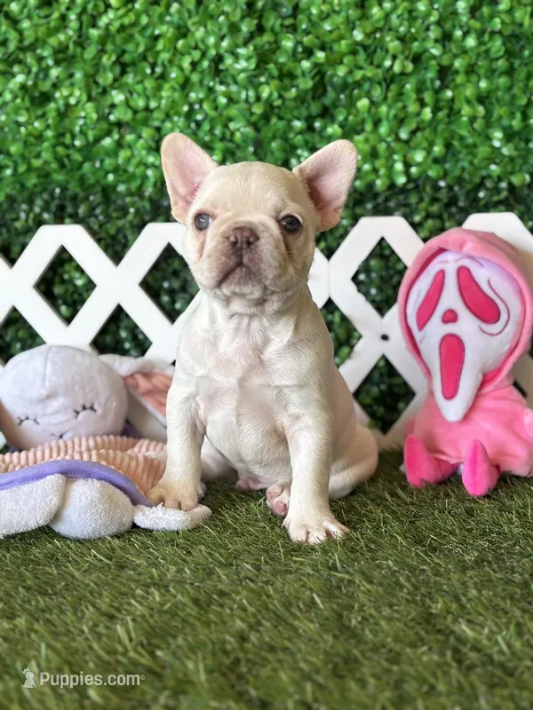 Halo – French Bulldog puppy for sale in West Covina, CA