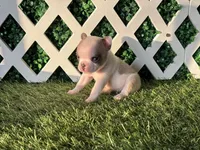 Evie AKC, a female French Bulldog for sale in West Covina, CA – 2 of 7
