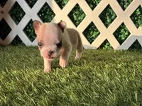 Evie AKC, a female French Bulldog for sale in West Covina, CA – 5 of 7