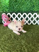 Ezra AKC , a male French Bulldog for sale in West Covina, CA – 5 of 5