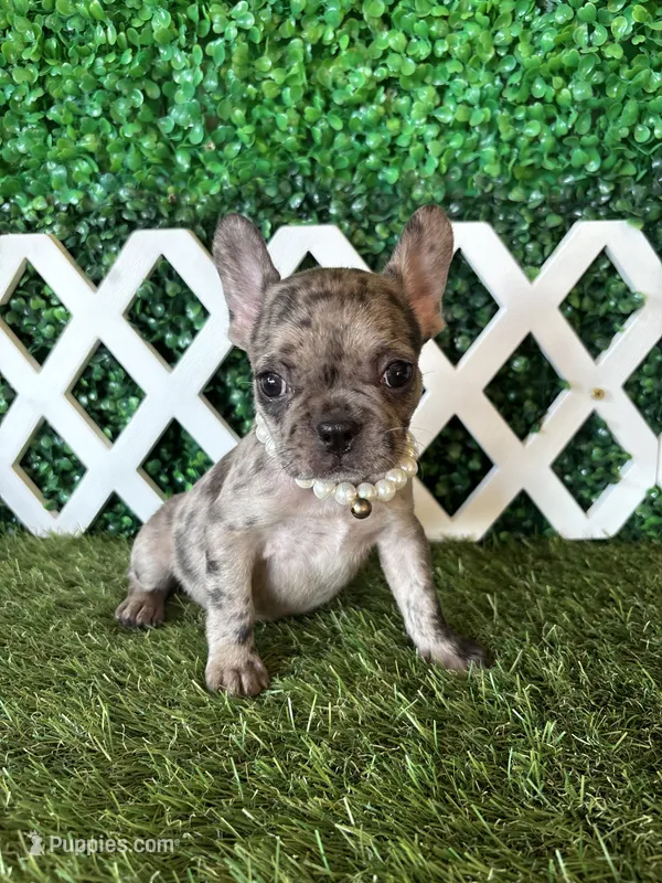 Emmy – French Bulldog puppy for sale in West Covina, CA