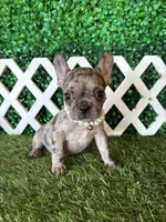 Emmy, a female French Bulldog for sale in West Covina, CA – 1 of 5