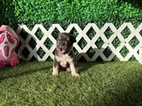 Ember AKC, a female French Bulldog for sale in West Covina, CA – 7 of 10