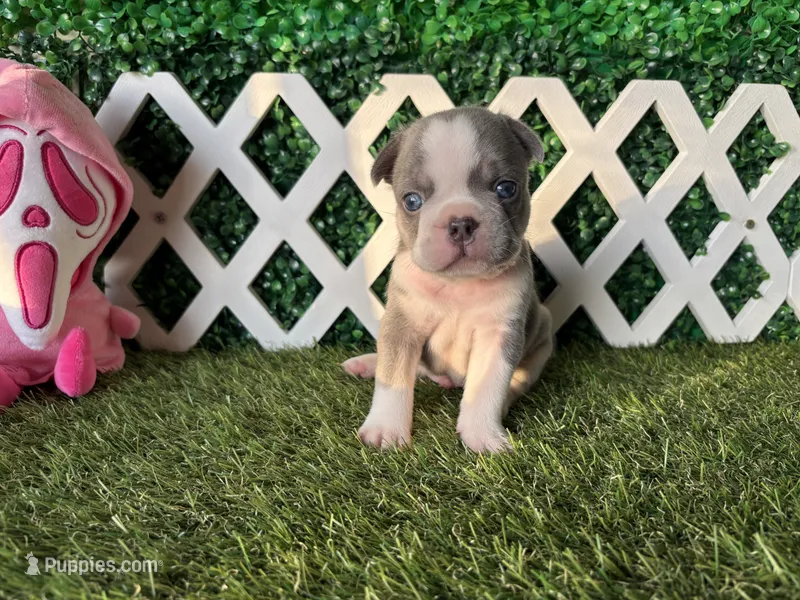 Enzo AKC, a male French Bulldog for sale in West Covina, CA – 1 of 10