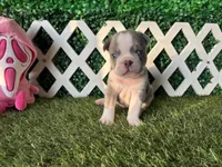 Enzo AKC, a male French Bulldog for sale in West Covina, CA – 1 of 10
