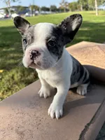 Ezra, a male French Bulldog for sale in West Covina, CA – 4 of 5