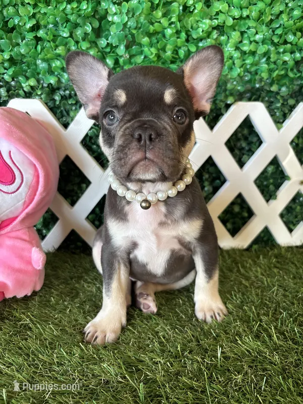 Ember AKC – French Bulldog puppy for sale in West Covina, CA