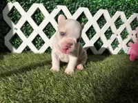 Ezra AKC , a male French Bulldog for sale in West Covina, CA – 5 of 8