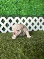 Halo, a male French Bulldog for sale in West Covina, CA – 4 of 6