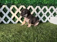 Ember AKC, a female French Bulldog for sale in West Covina, CA – 5 of 10