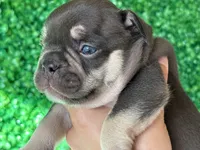Ember AKC, a female French Bulldog for sale in West Covina, CA – 2 of 10