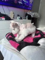 Willow, a female Miniature Schnauzer for sale in West Covina, CA – Photo 2 of 3