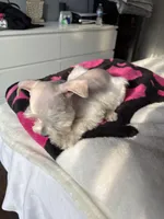 Willow, a female Miniature Schnauzer for sale in West Covina, CA – Photo 3 of 3