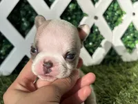 Evie AKC, a female French Bulldog for sale in West Covina, CA – 3 of 7