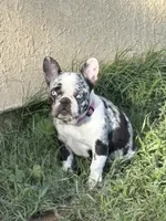 Eunice, a female French Bulldog for sale in West Covina, CA – 3 of 4