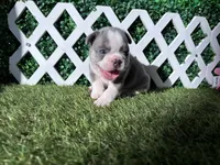Enzo AKC, a male French Bulldog for sale in West Covina, CA – 4 of 10