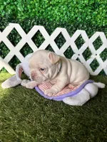 Halo, a male French Bulldog for sale in West Covina, CA – 5 of 6