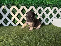 Ember AKC, a female French Bulldog for sale in West Covina, CA – 1 of 10