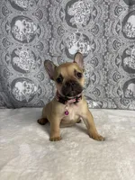 Bambi, a female French Bulldog for sale in West Covina, CA – Photo 1 of 5