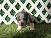 Enzo AKC, a male French Bulldog for sale in West Covina, CA – 9 of 10