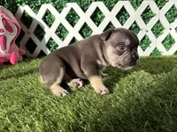 Ember AKC, a female French Bulldog for sale in West Covina, CA – 9 of 10