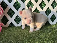 Ezra AKC , a male French Bulldog for sale in West Covina, CA – 4 of 8