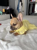 Bambi, a female French Bulldog for sale in West Covina, CA – Photo 5 of 5