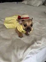 Bambi, a female French Bulldog for sale in West Covina, CA – Photo 3 of 5