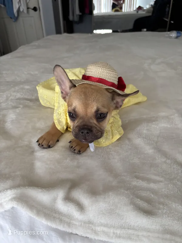 Bambi – French Bulldog puppy for sale in West Covina, CA