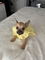 Bambi, a female French Bulldog for sale in West Covina, CA – Photo 2 of 5