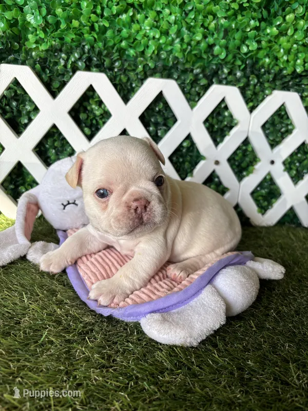 Halo – French Bulldog puppy for sale in West Covina, CA