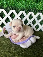 Halo, a male French Bulldog for sale in West Covina, CA – 1 of 6