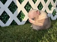 Evie AKC, a female French Bulldog for sale in West Covina, CA – 6 of 7