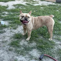 Hazel, a female French Bulldog for sale in West Covina, CA – Photo 4 of 5