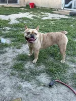 Hazel, a female French Bulldog for sale in West Covina, CA – Photo 4 of 5