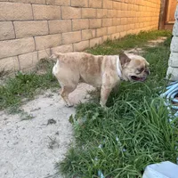 Hazel, a female French Bulldog for sale in West Covina, CA – Photo 5 of 5