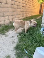 Hazel, a female French Bulldog for sale in West Covina, CA – Photo 5 of 5